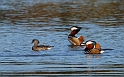 Mandarin males and female - C